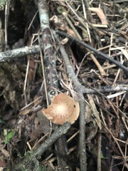 Psathyrellaceae