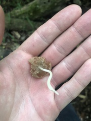 Psathyrellaceae