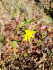 Hieracium megacephalon