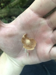 Psathyrellaceae