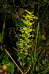 Cranichis ciliata