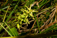 Cranichis ciliata