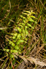 Cranichis ciliata
