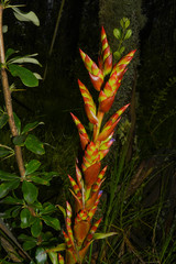 Tillandsia pastensis