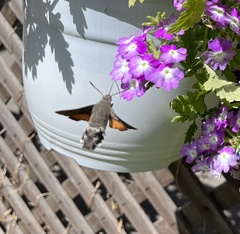 Macroglossum stellatarum