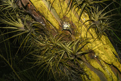 Tillandsia incarnata