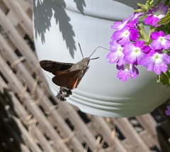 Macroglossum stellatarum