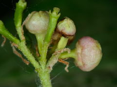 Contarinia viburnorum