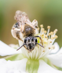 Andrena rugosa