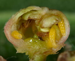 Contarinia viburnorum