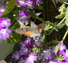 Macroglossum stellatarum