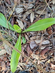 Carphephorus corymbosus