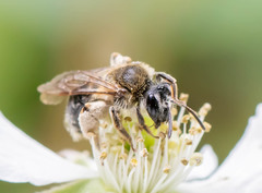 Andrena rugosa