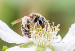 Andrena rugosa
