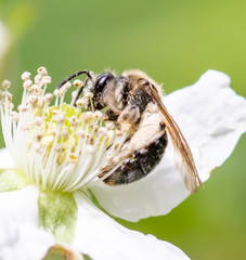 Andrena rugosa