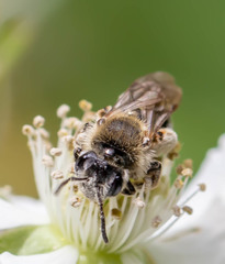 Andrena rugosa