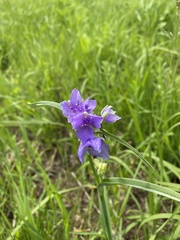 Tradescantia bracteata