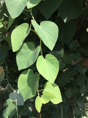 Aristolochia macrophylla