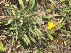 Pilosella flagellaris