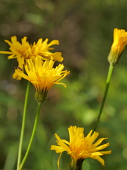 Crepis mollis