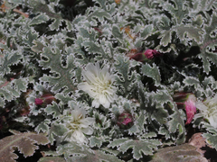 Glyptopleura marginata