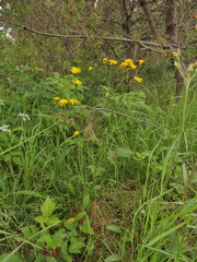 Crepis mollis