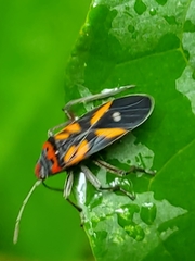Lygaeus argutus