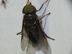 Tabanus americanus