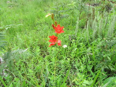 Tritonia disticha