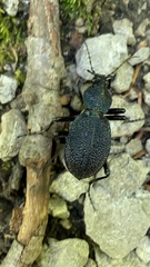 Carabus scabrosus