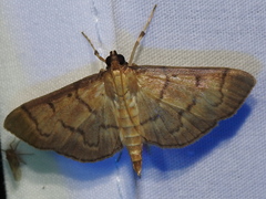 Herpetogramma fluctuosalis