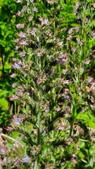 Echium lusitanicum