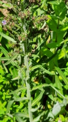 Echium lusitanicum