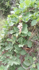 Canavalia septentrionalis