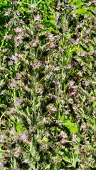 Echium lusitanicum