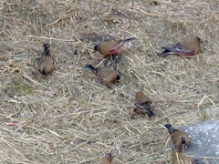 Leucosticte australis