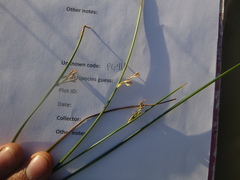 Juncus arcticus littoralis