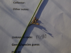 Juncus arcticus littoralis