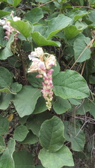 Canavalia septentrionalis