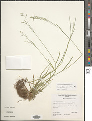 Poa saltuensis saltuensis