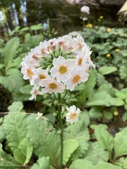 Primula japonica