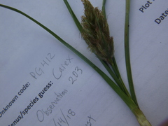 Carex douglasii
