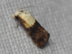 Eugnosta erigeronana
