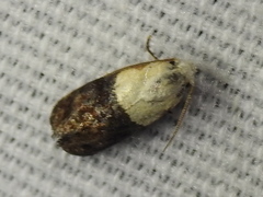 Eugnosta erigeronana