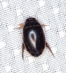 Thermonectus basillaris