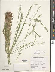 Poa saltuensis