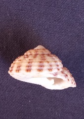 Clanculus flagellatus