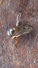 Centrocorisa nigripennis