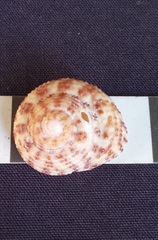 Clanculus flagellatus