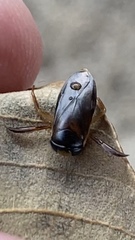 Centrocorisa nigripennis